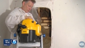 40,000 bees in bedroom wall [VIDEO]; bees replaced insulation with honeycombs