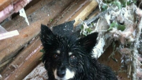 Dog guarding tornado victim reunited with real owner who survived tornado [Photo]