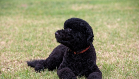 Obamas\' new dog VIDEO: See cute PHOTOS of Sunny and Bo