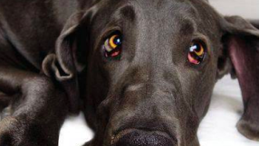 World\'s tallest dog PHOTOS, VIDEO: 7 ft Giant George dies aged 7