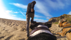 GoPro Fetch: New dog harness which allows canine\'s to capture videos