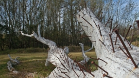 Man found nailed to a tree in Albuquerque, New Mexico