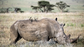 Fight poaching and stop rhinos from becoming extinct