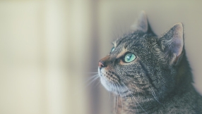 How cats help to relieve stress