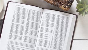 The Passion Translation