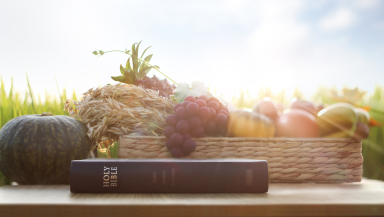 harvest, creation, creationtide