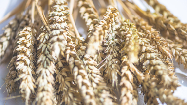 Harvest, wheat, autumn