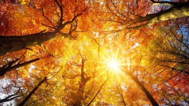 autumn, fall, seasons, trees, creation, environment