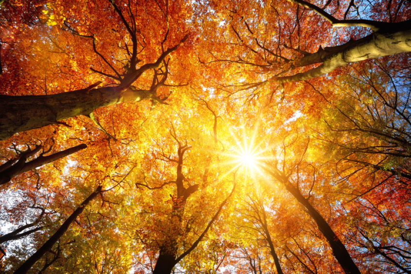 autumn, fall, seasons, trees, creation, environment