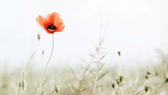 Remembrance Sunday, war, conflict, World War One