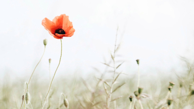 Remembrance Sunday, war, conflict, World War One
