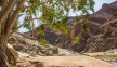 A fig tree in Namibia