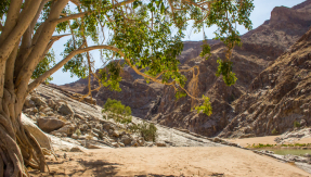 A fig tree in Namibia