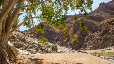 A fig tree in Namibia