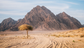 A tree in the Sinai desert, Egypt