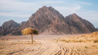 A tree in the Sinai desert, Egypt