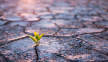 desert, hope, christian living, life