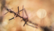 barbed wire, prison, refugee camp