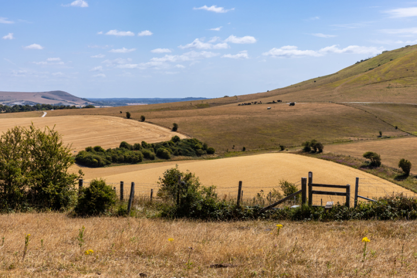 drought, heatwave, South Downs