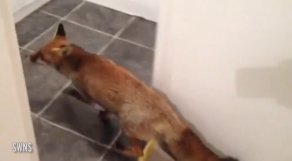 Grandad Taking a Bath Gets a Shock When Fox Walks into the Bathroom and Won\'t Leave
