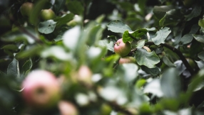 5 different uses for apple cider vinegar