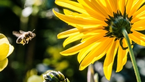 Hundreds sign up to save Britain's bees after being inspired by Church of England school children