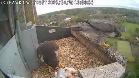 Peregrine falcon chicks hatch on Norwich Cathedral's spire 