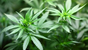 Nearly half of Scots support legalisation of cannabis