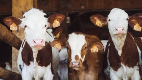 With Brexit and the rise of veganism, British farmers need our prayers, says Christian group