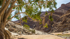 Which type of tree did Zacchaeus actually climb?