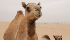 The Bible and camels