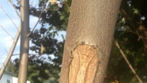 Son sees image of Jesus on a tree on sixth anniversary of father\'s death