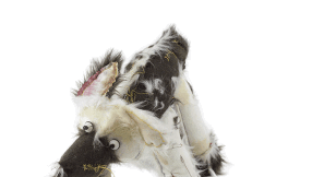 Artist transforms rejected stuffed toys to works of art