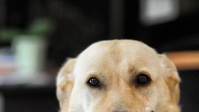 Blind dog returns home after being lost for two weeks
