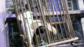 PETA accuses \'The Making of Harry Potter\' tour for mistreating owls