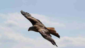 Native American tribe leader faces jail time for religious use of eagle feathers