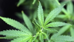 Louisiana governor signs law making medical marijuana accessible to people