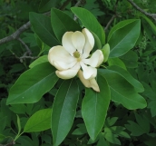Extracts from magnolia plant may hold key to curing head and neck cancers, study says