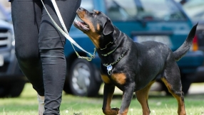 Communicating with your pet dog: \'Smart harness\' allows humans and dogs to understand each other better