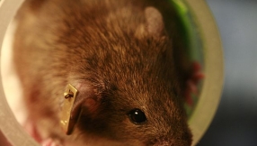 Gene therapy can be used to treat congenital deafness - study