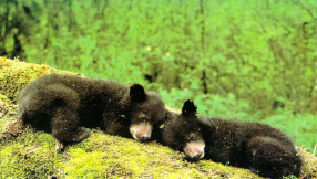Officer fired for refusing to kill two orphaned bear cubs in Canada