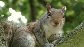 Squirrel virus in Germany? Men die from likely squirrel-related virus