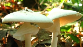 Wild mushrooms poisoning risks: Experts issue warning about foraging for wild mushrooms