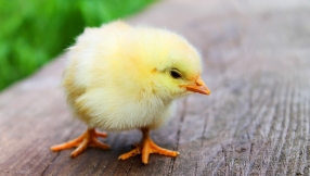 Chicks can be cute, but resist the urge to kiss them - warning from CDC