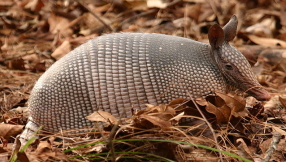 Leprosy cases in Florida: Armadillos linked to increased cases of leprosy - health officials