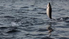 Cancer treatment news update 2015: Fish toxin could be answer to a cure cancer, study claims