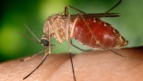 West Nile Virus news: Predicting outbreaks can reduce incidence of the disease