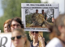Lion\'s death seen drawing more outrage in US than the killing of blacks by the police 
