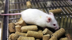 Schizophrenia and Alzheimer\'s treatment news: smartened up mice hold the key to possible treatment