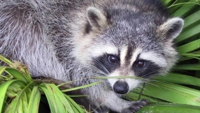 Rabies vaccine drop to start soon in Maryland and New York counties